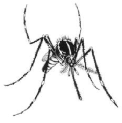 Tiger Mosquito